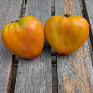 Ochsenherztomate 'Sonnenherz'