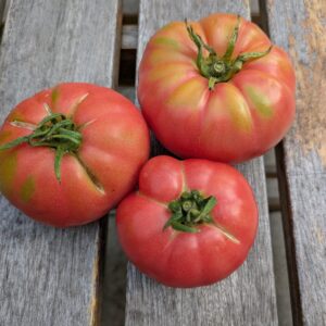 Fleischtomate 'Capseya'