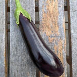 Aubergine