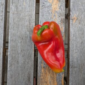 Paprika